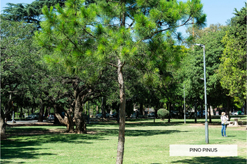 Pino Pinus