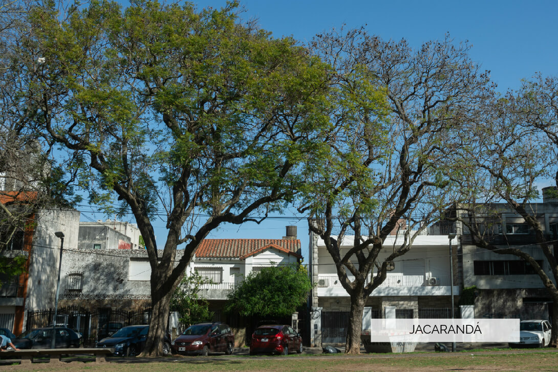 Jacarandá - Jacaranda Mimosifolia